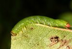 Pristiphora armata